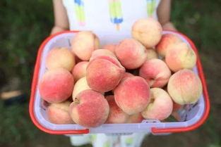 每日大赛吃瓜网直达,揭秘精彩赛事幕后故事